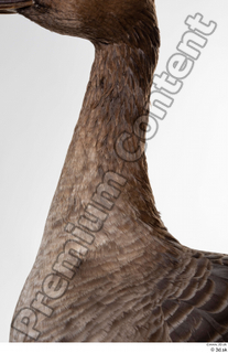 Greater white-fronted goose Anser albifrons neck 0001.jpg